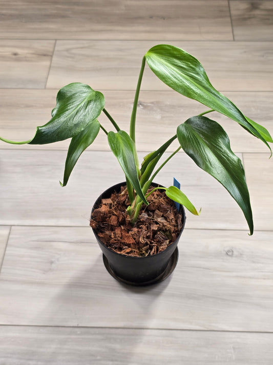 Monstera Burle Marx Flame #404