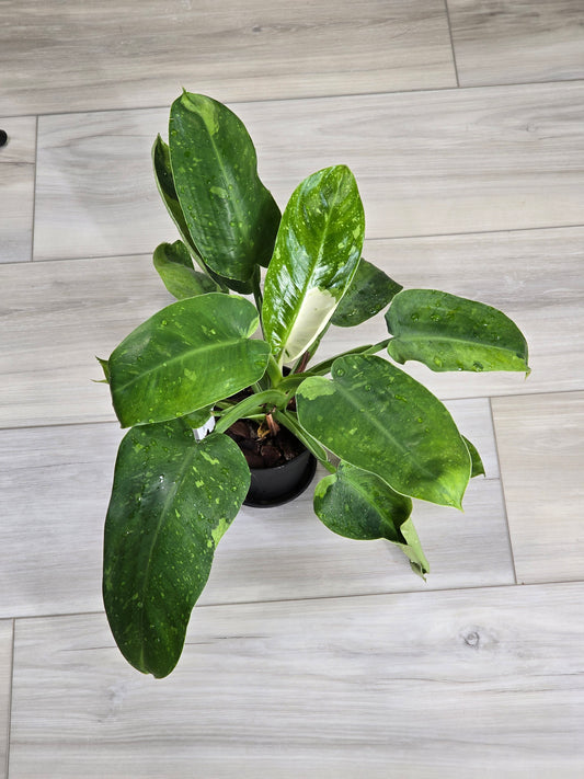 Philodendron Jose Buono Variegated #164