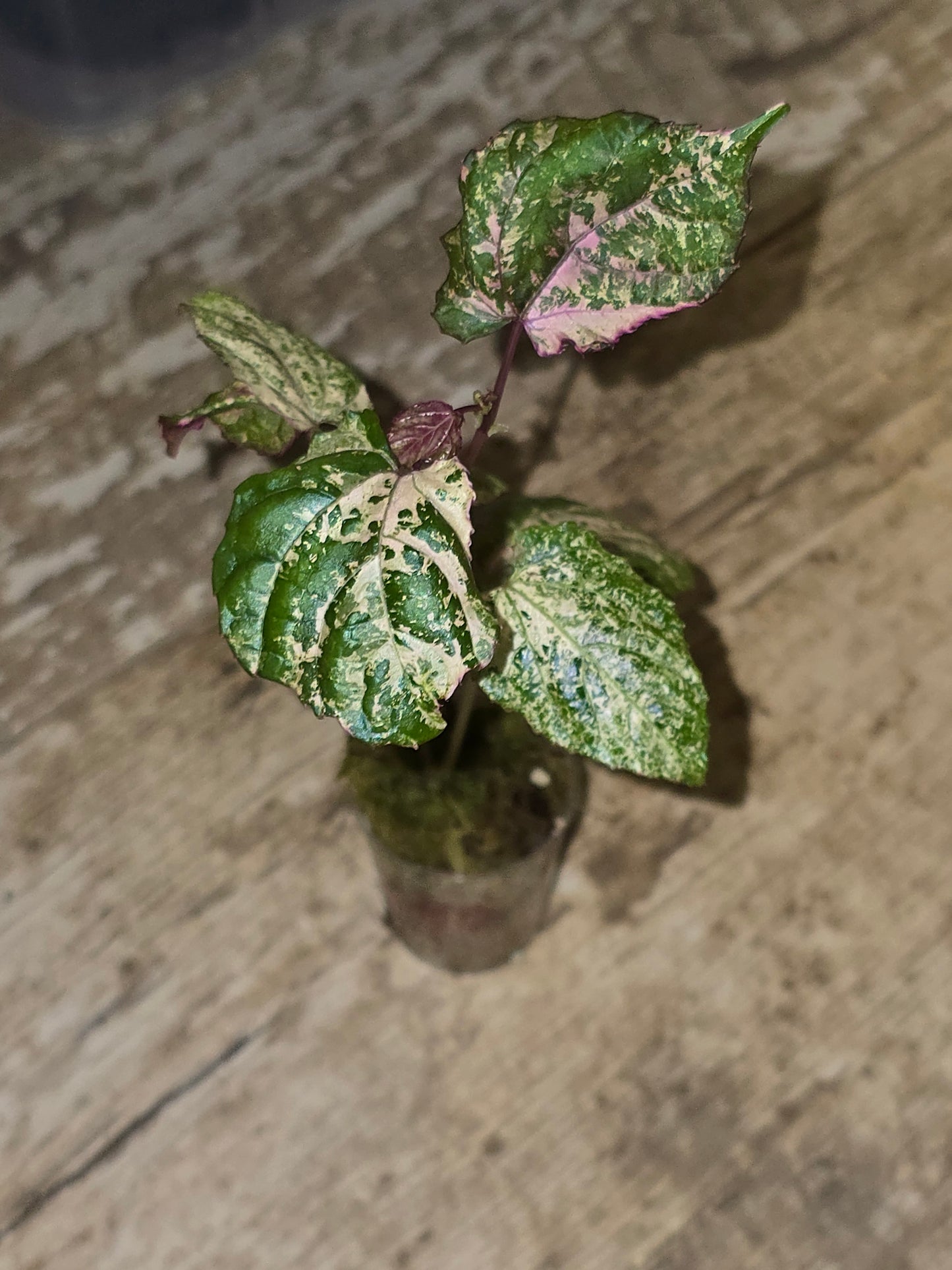 Cissus Discolor Variegated