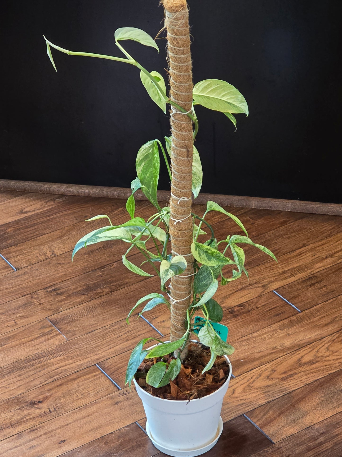 Monstera Laniata Mint (Growers Choice)