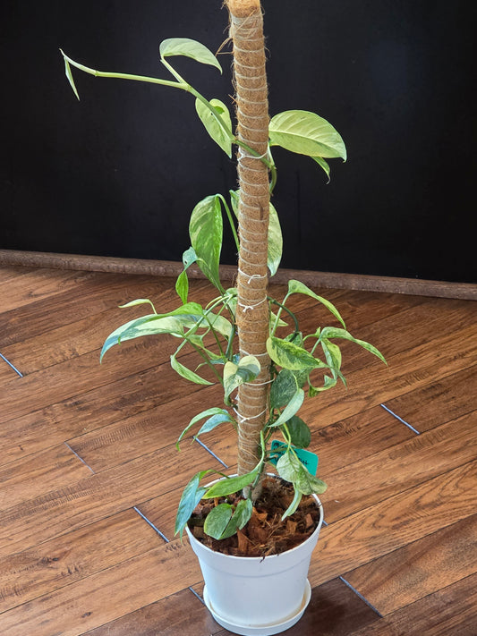 Monstera Laniata Mint (Growers Choice)