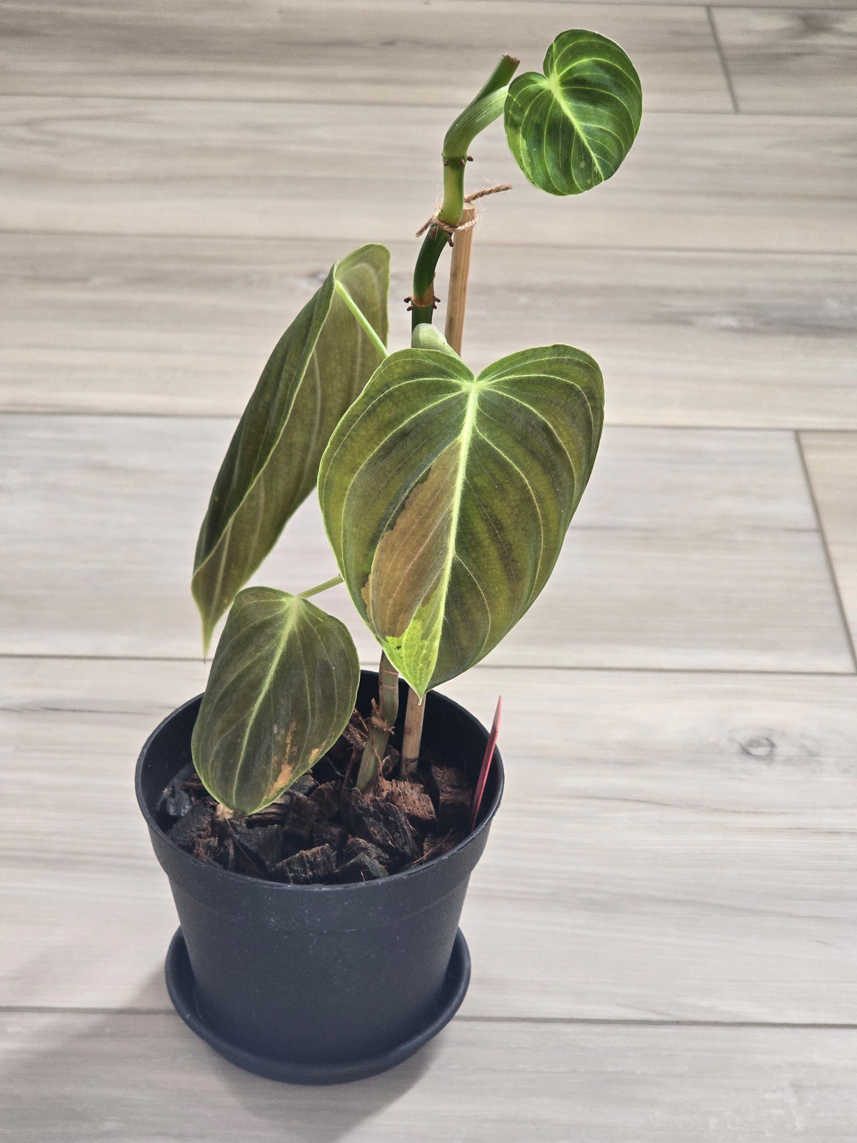 Philodendron Melanochrysum Variegated #478