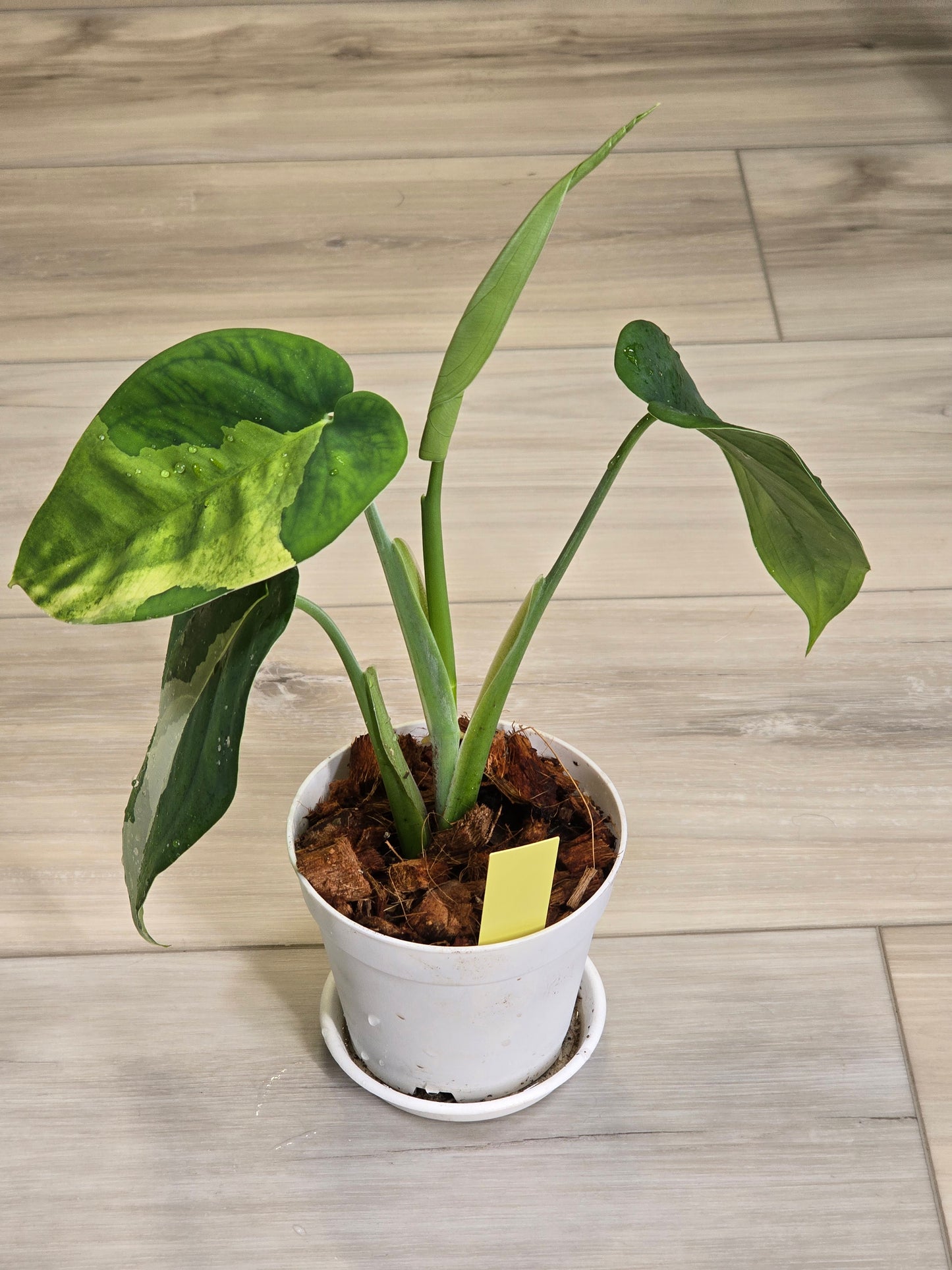 Syngonium Chiapense Variegated #15