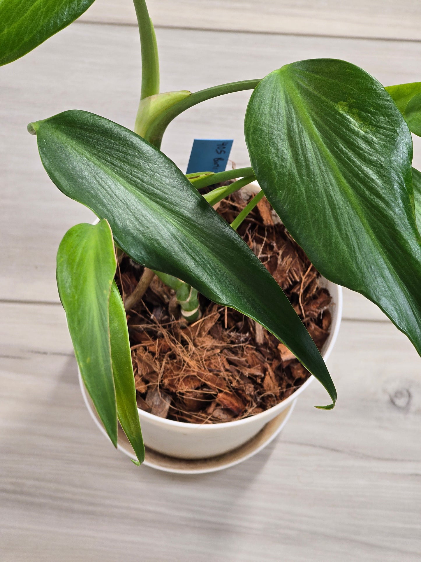 Monstera Burle Marx Flame #405