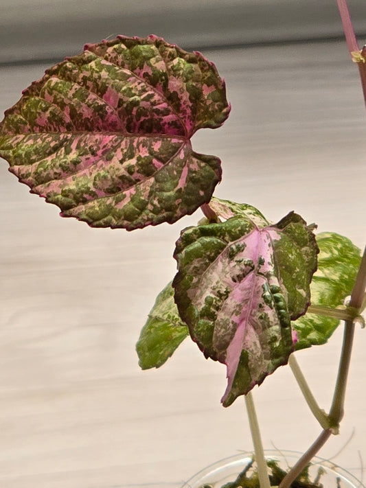 Cissus Discolor Variegated
