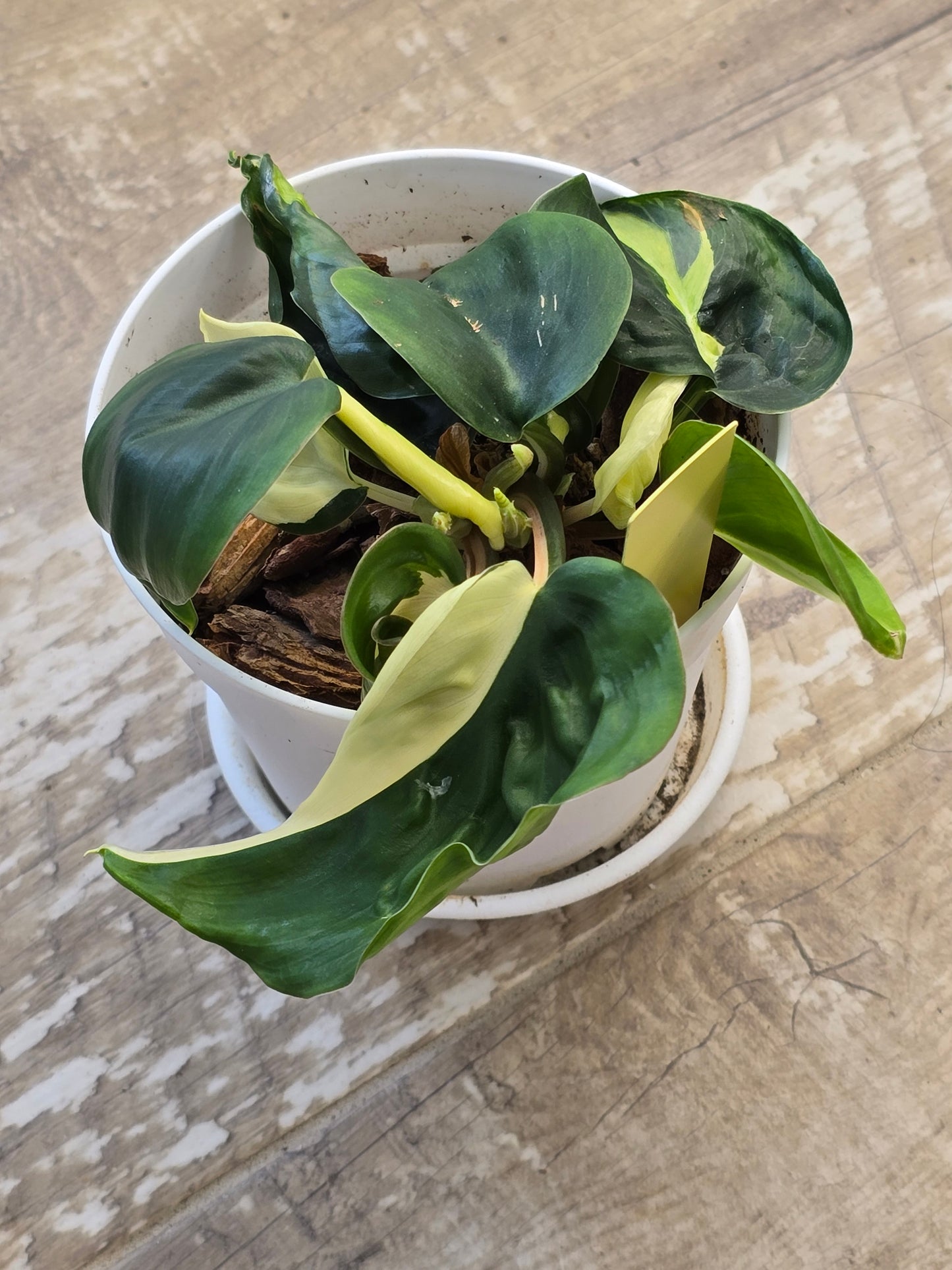 Philodendron Cream Splash #41