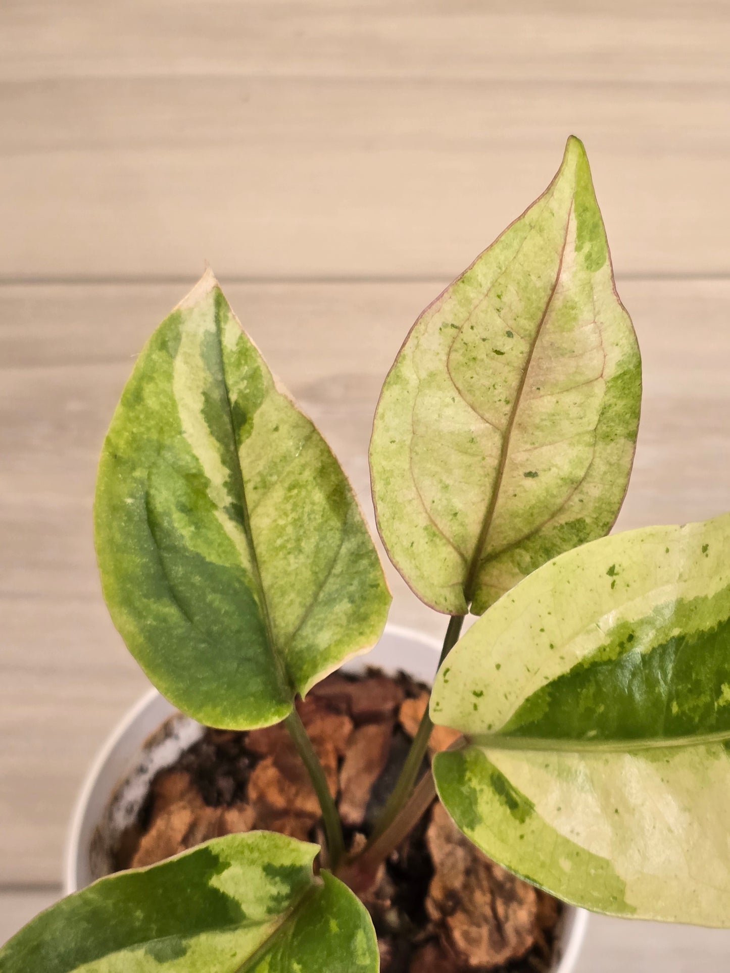 Anthurium Hookeri Variegated