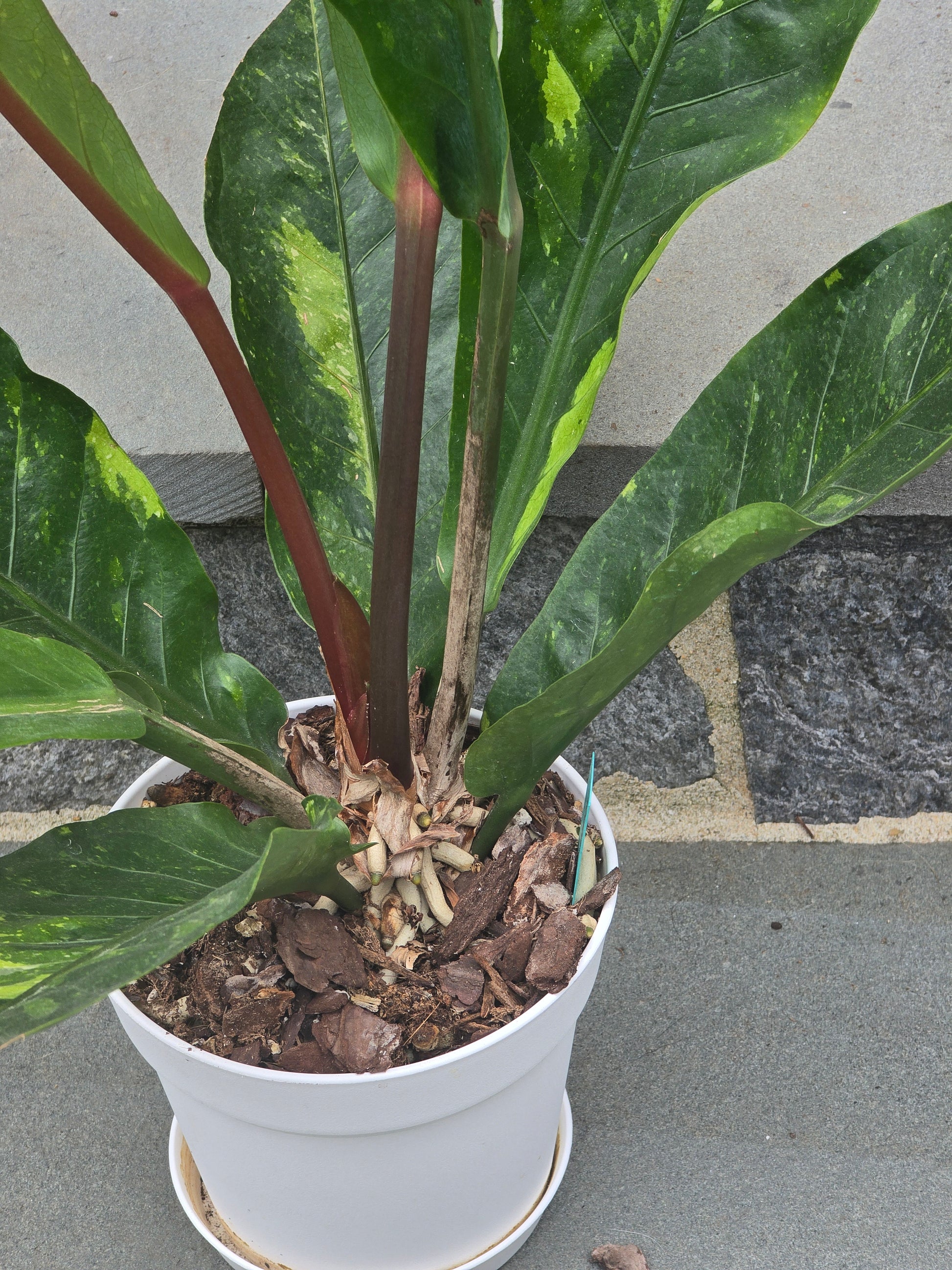 variegated anthurium hookeri Anthurium Hookeri Variegated – Leaf of Luxury