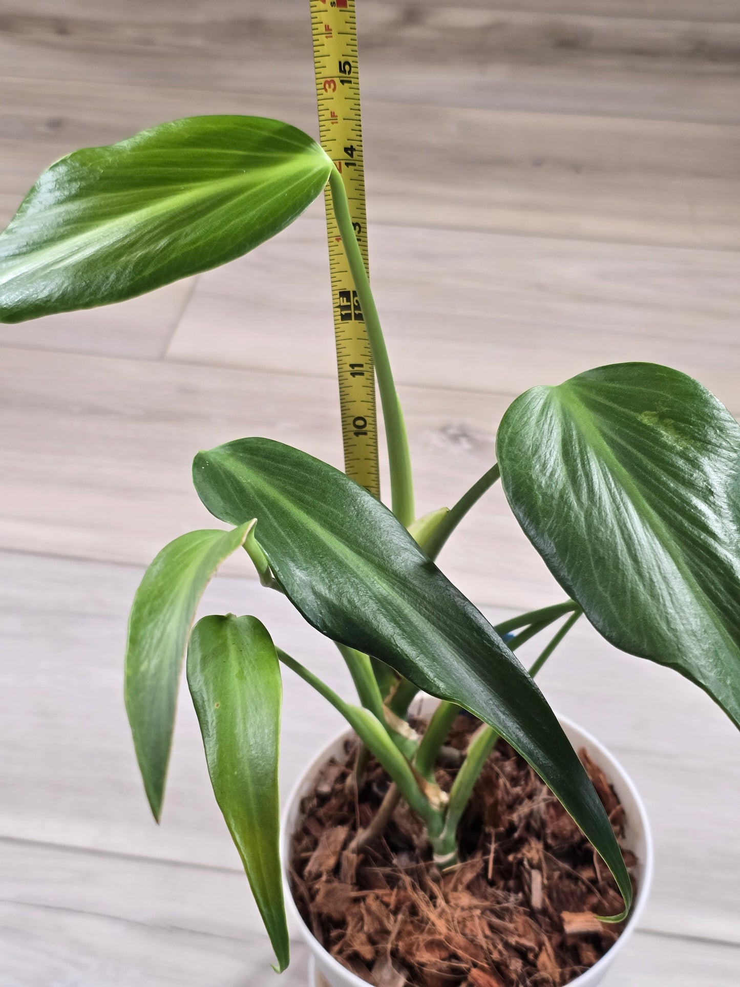 Monstera Burle Marx Flame #405