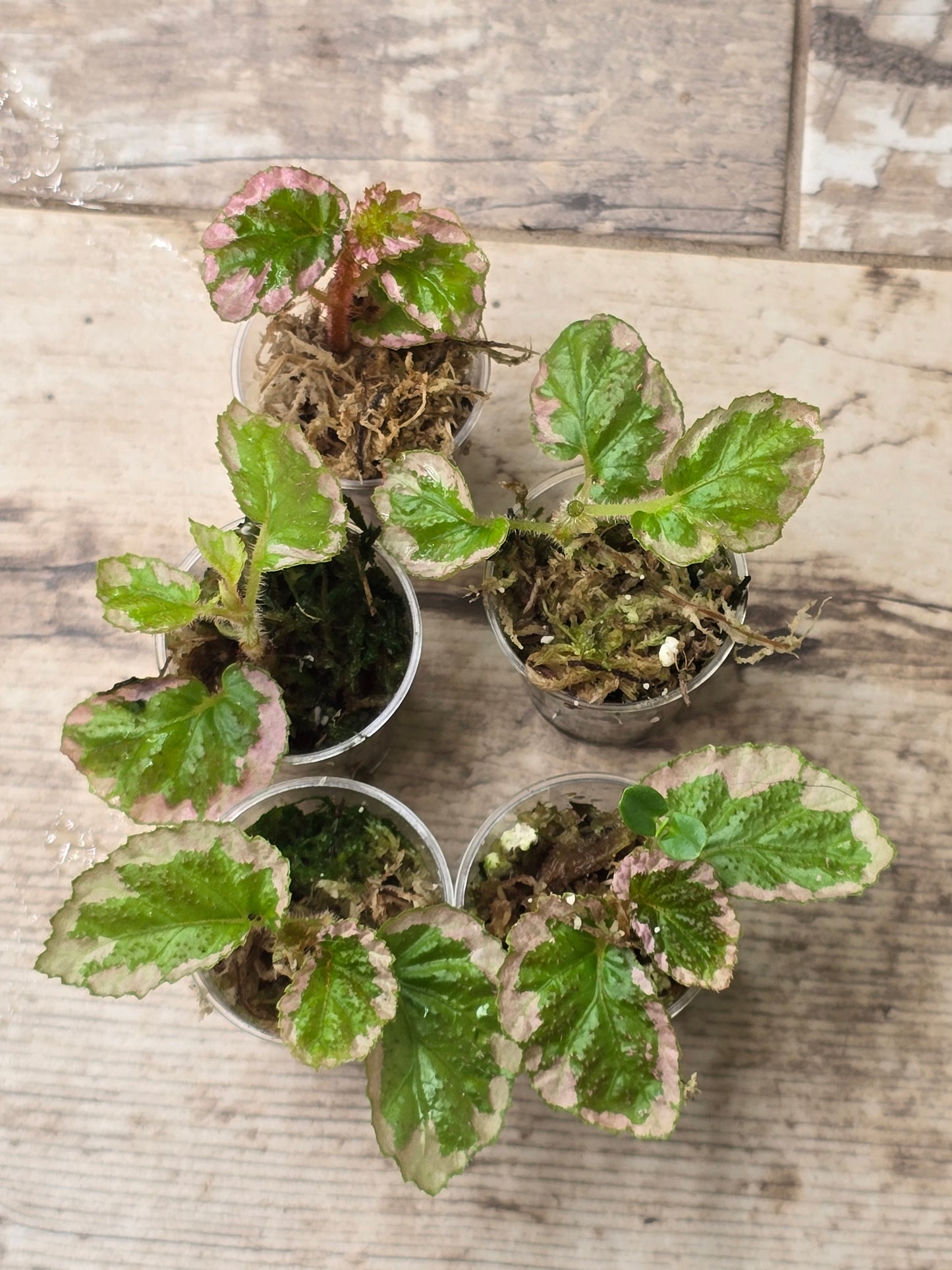 Begonia U012 Fulvovillosa