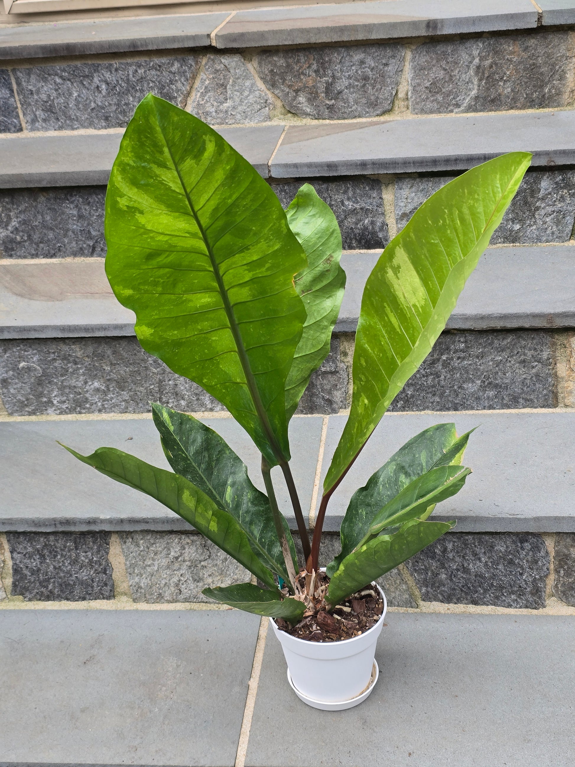 anthurium hokery Anthurium Hookeri Variegated