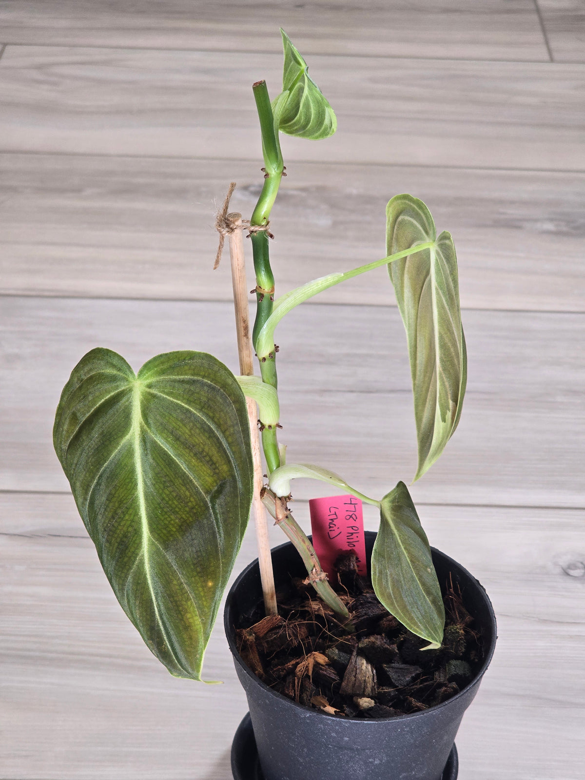 Philodendron Melanochrysum Variegated #478