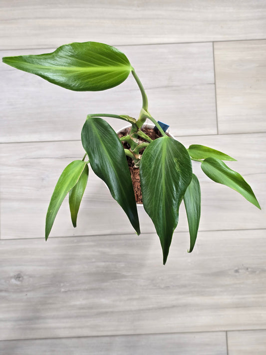 Monstera Burle Marx Flame #405