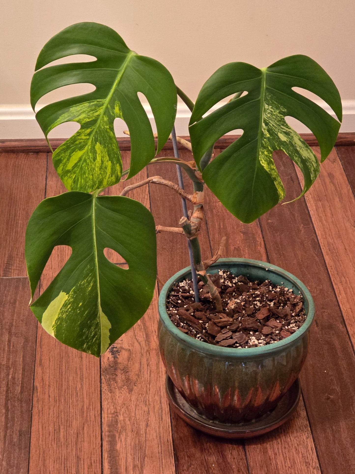 Monstera Aurea