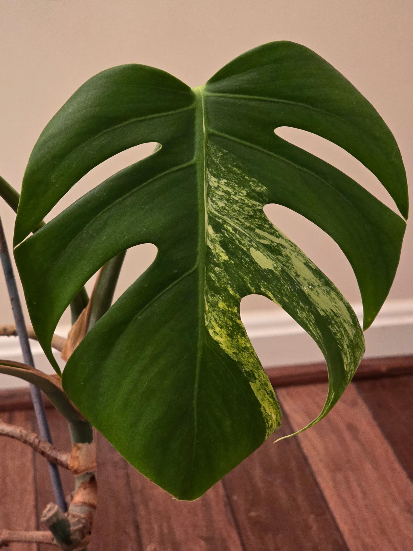 Monstera Aurea