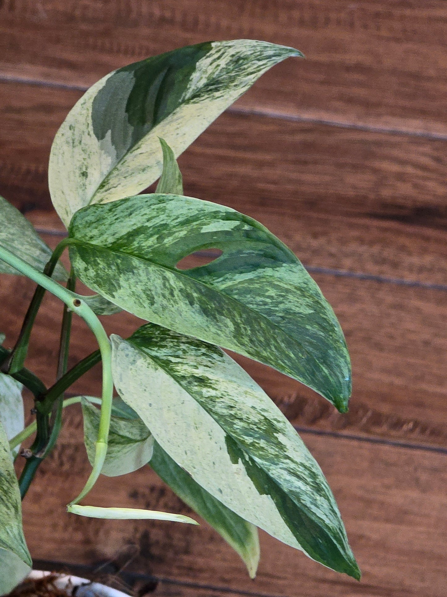 Monstera Laniata Mint (Growers Choice)