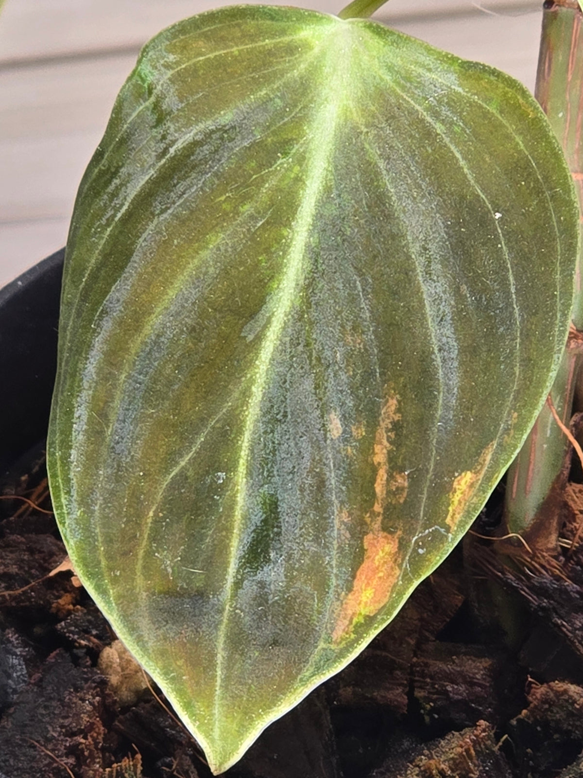 Philodendron Melanochrysum Variegated #478