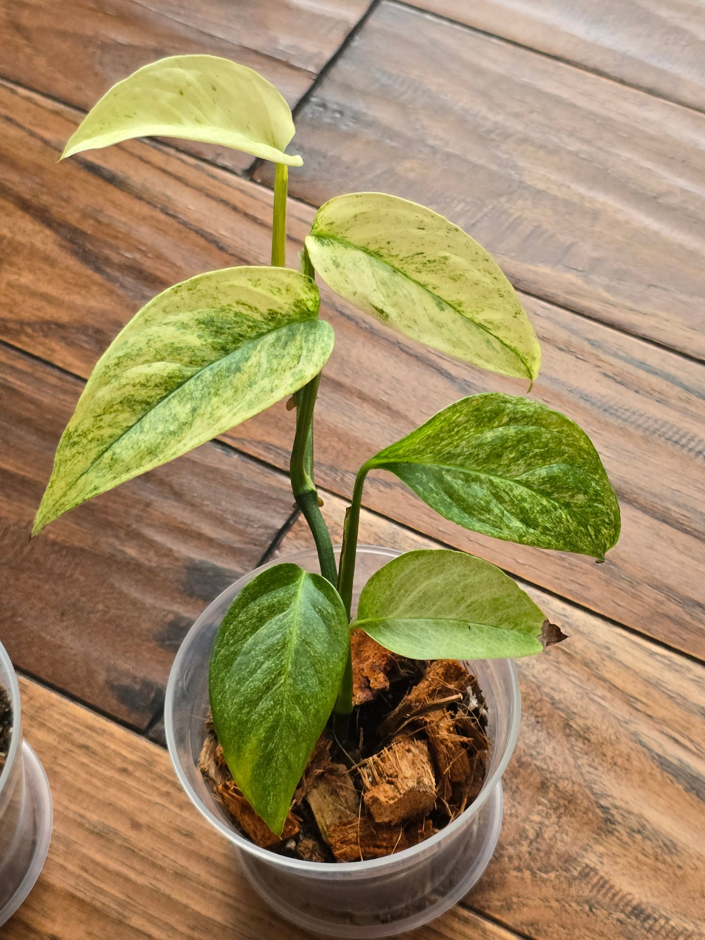 Monstera Laniata Mint (Growers Choice)