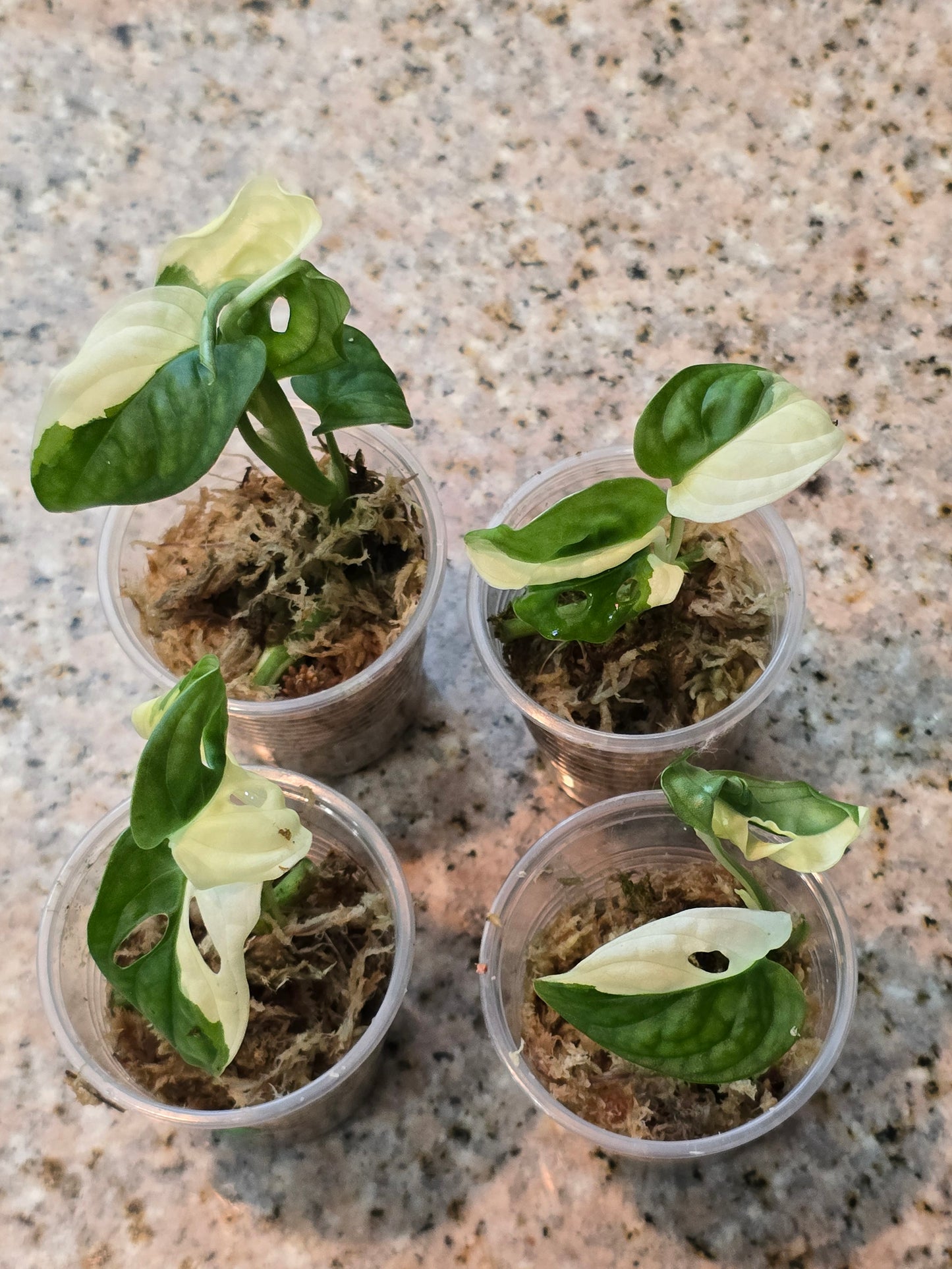 Monstera Adansonii Variegated Rooted Cuttings