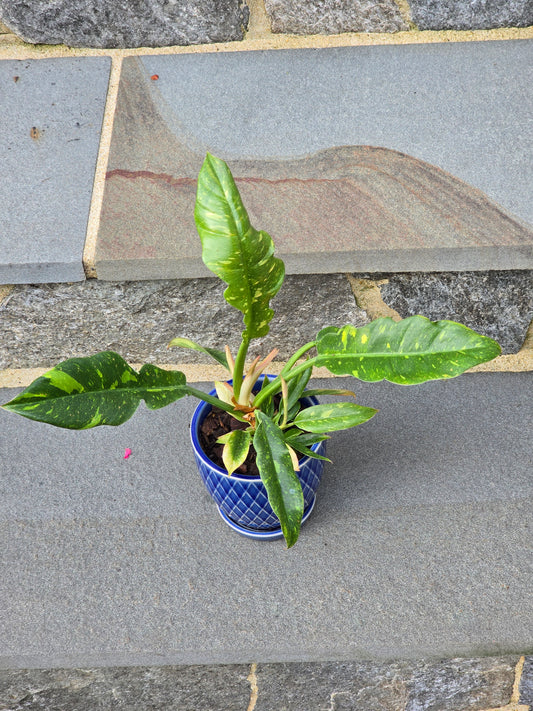 Philodendron Ring of Fire