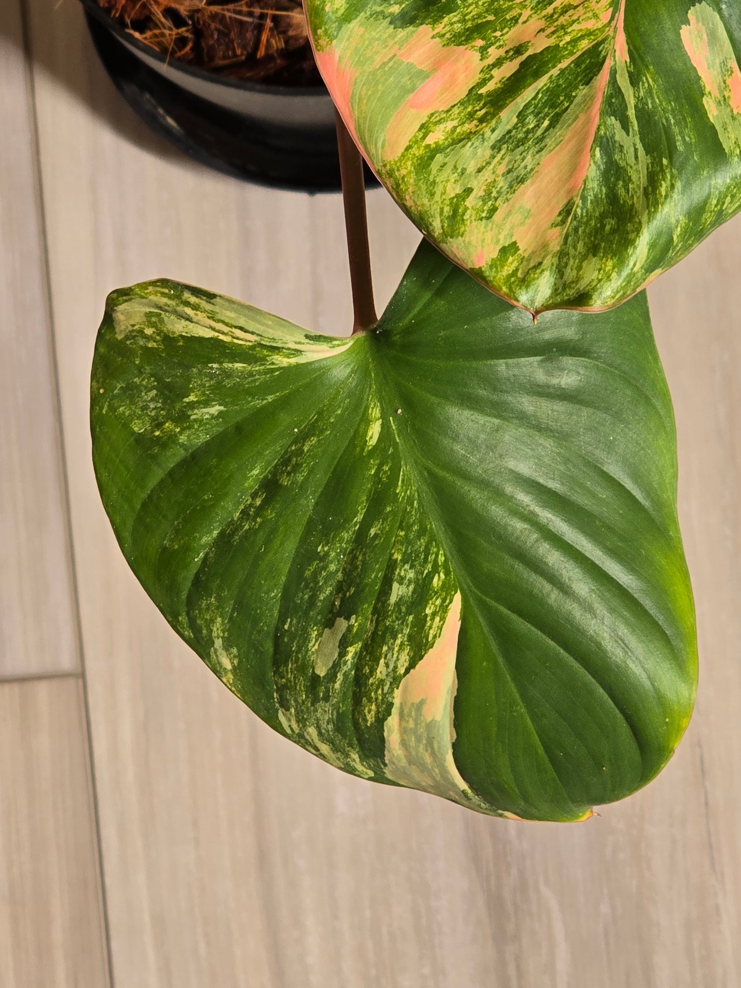 Homaloena Rubescens Aurea #455