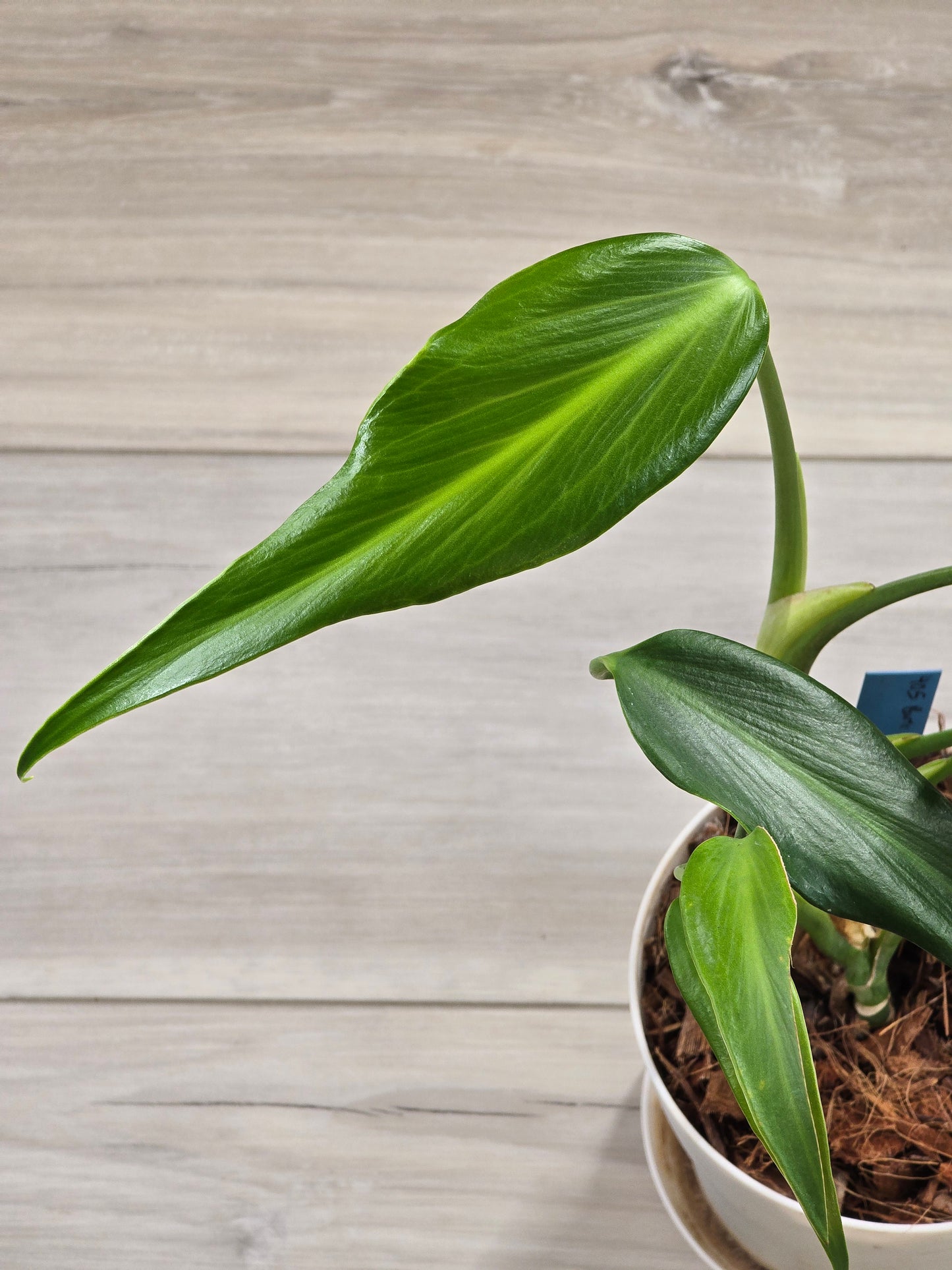 Monstera Burle Marx Flame #405