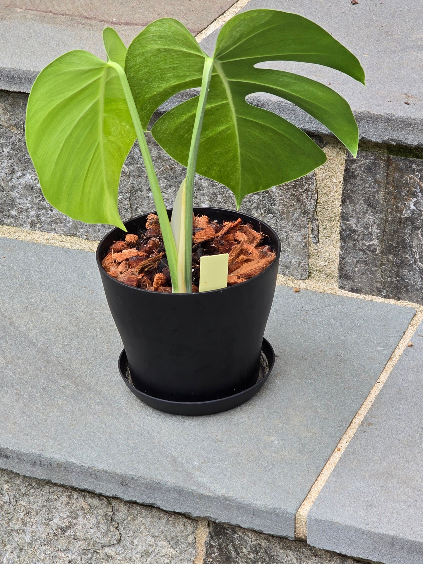 Monstera Mint NOID #530