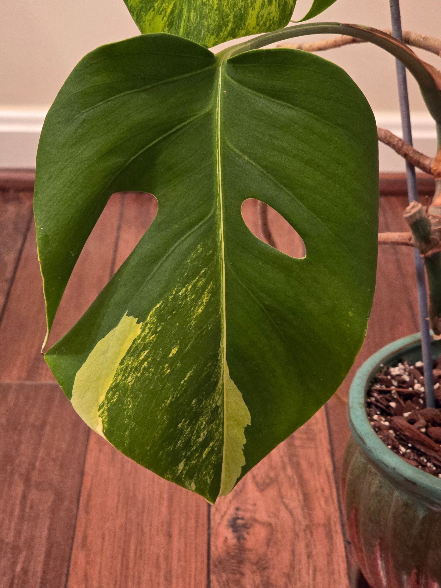 Monstera Aurea