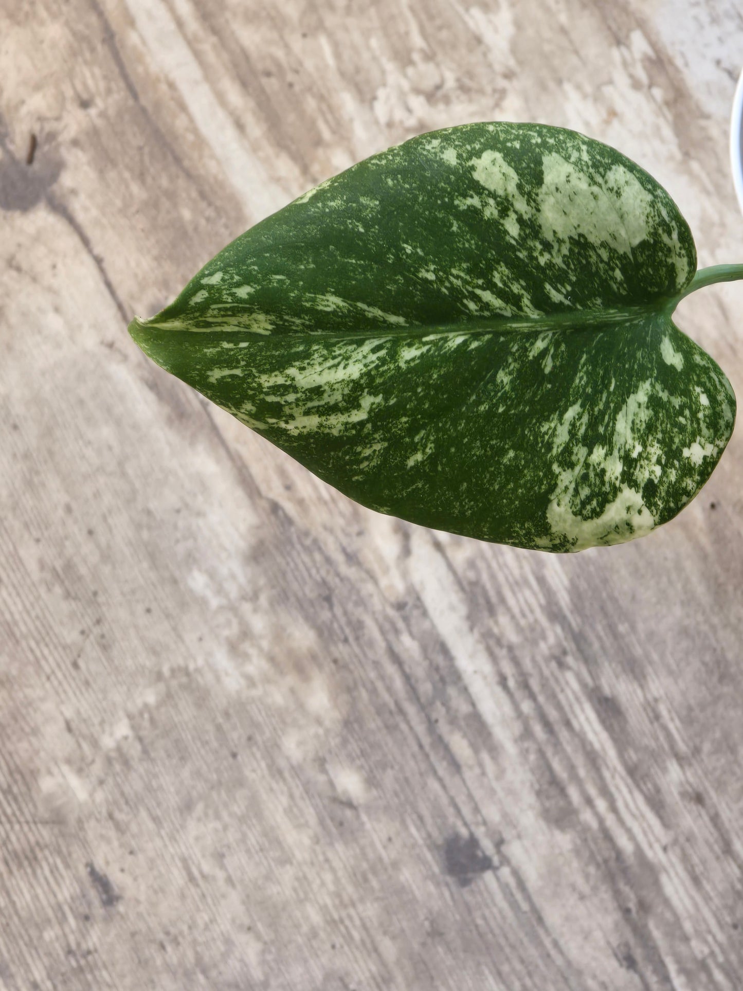 Monstera Mint Large Form #464
