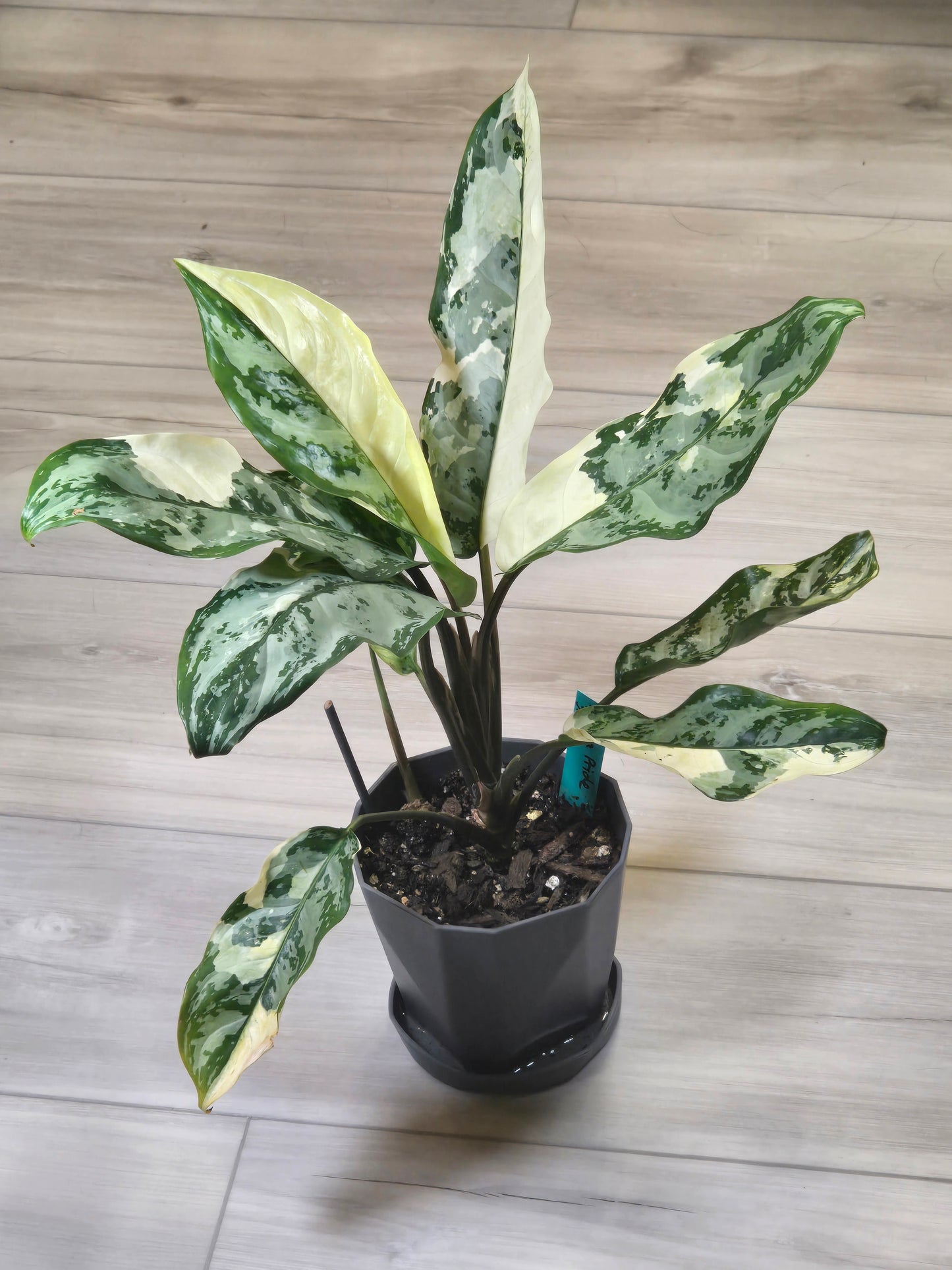 Aglaonema Manila Pride