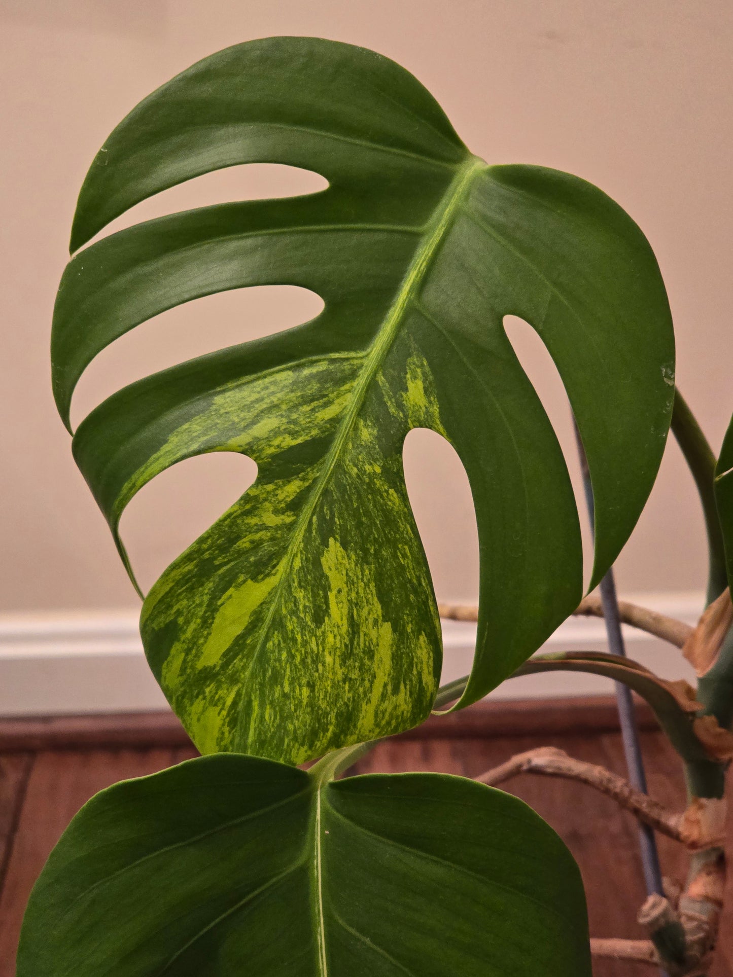 Monstera Aurea