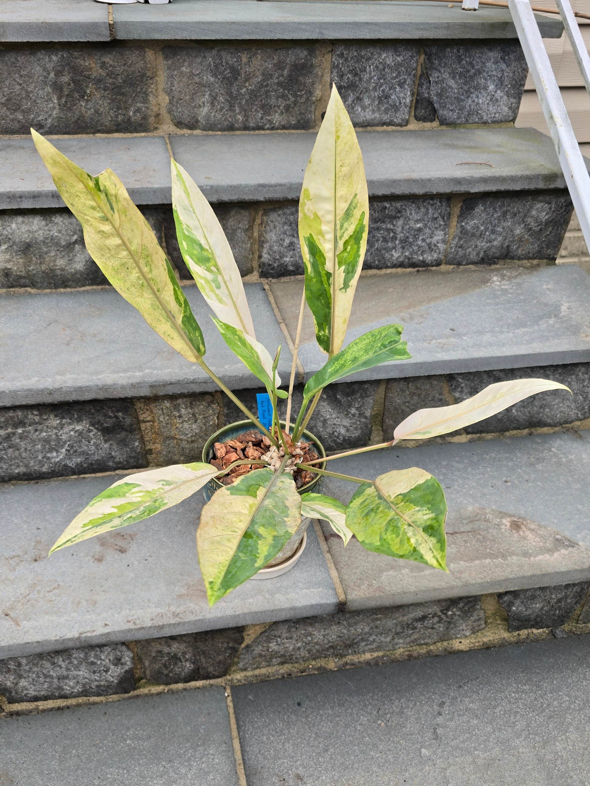 anthurium hookeri pink variegated Anthurium Hookeri Variegated/Red Blood #201 – Leaf of Luxury