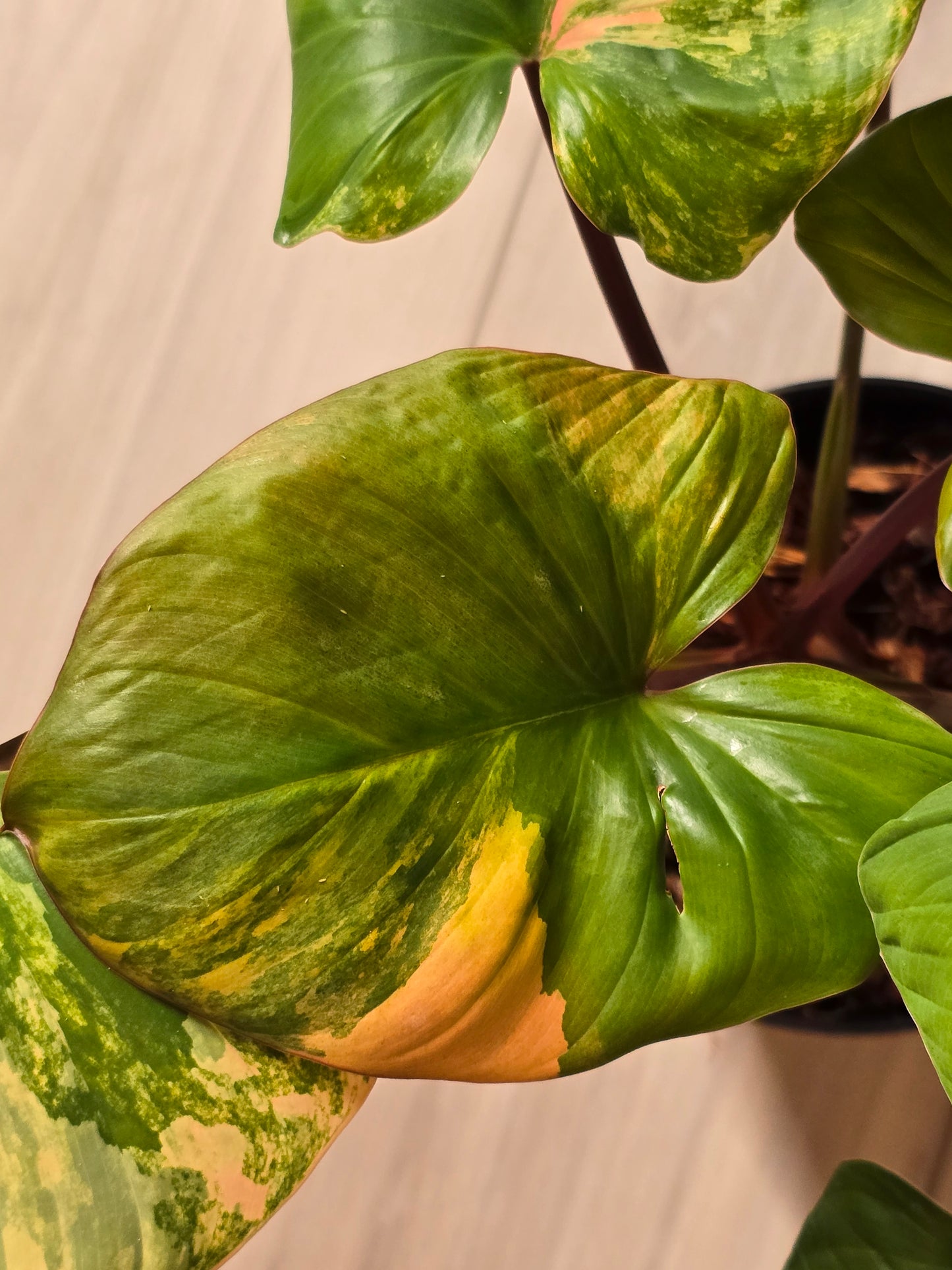 Homaloena Rubescens Aurea #455