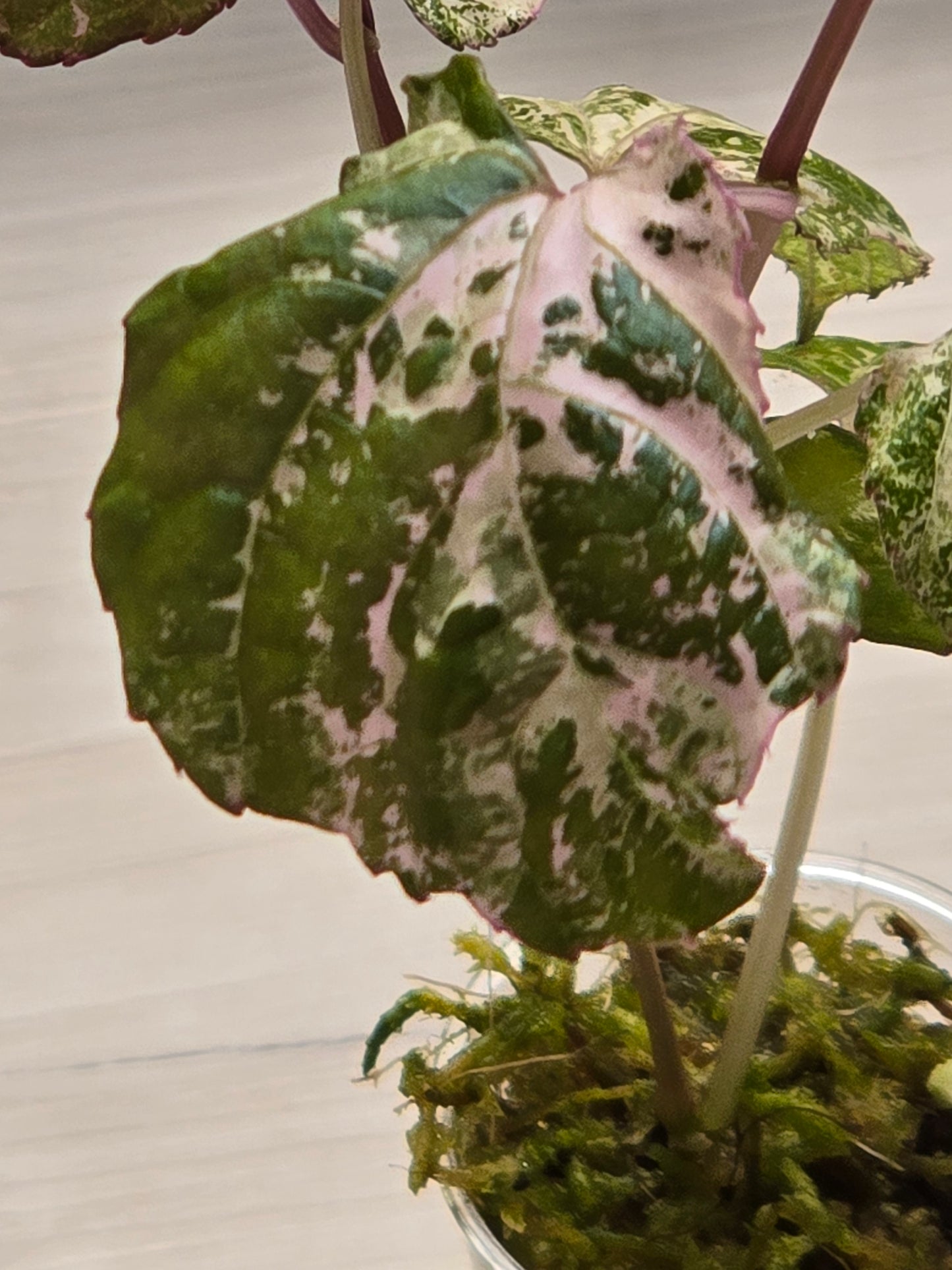 Cissus Discolor Variegated