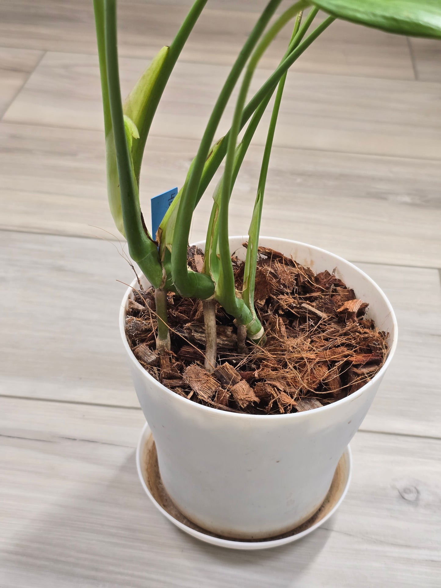 Monstera Burle Marx Flame #405