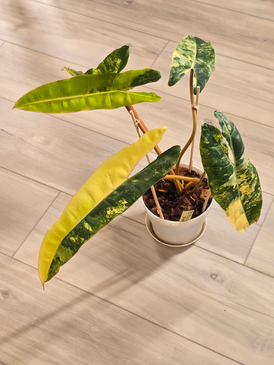 Philodendron Billietiae Variegated #587