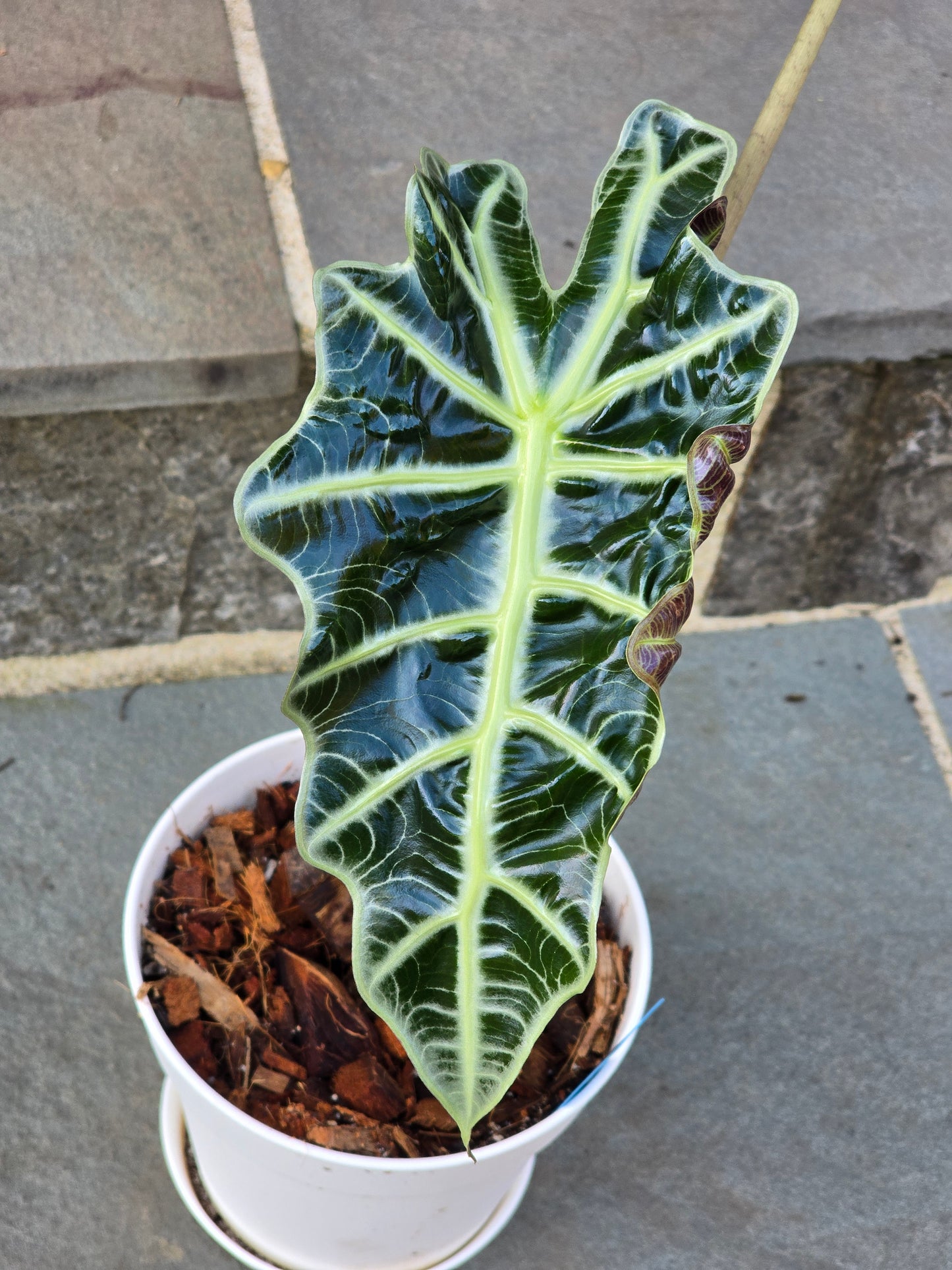 Alocasia Polly/African Mask (Large) #1