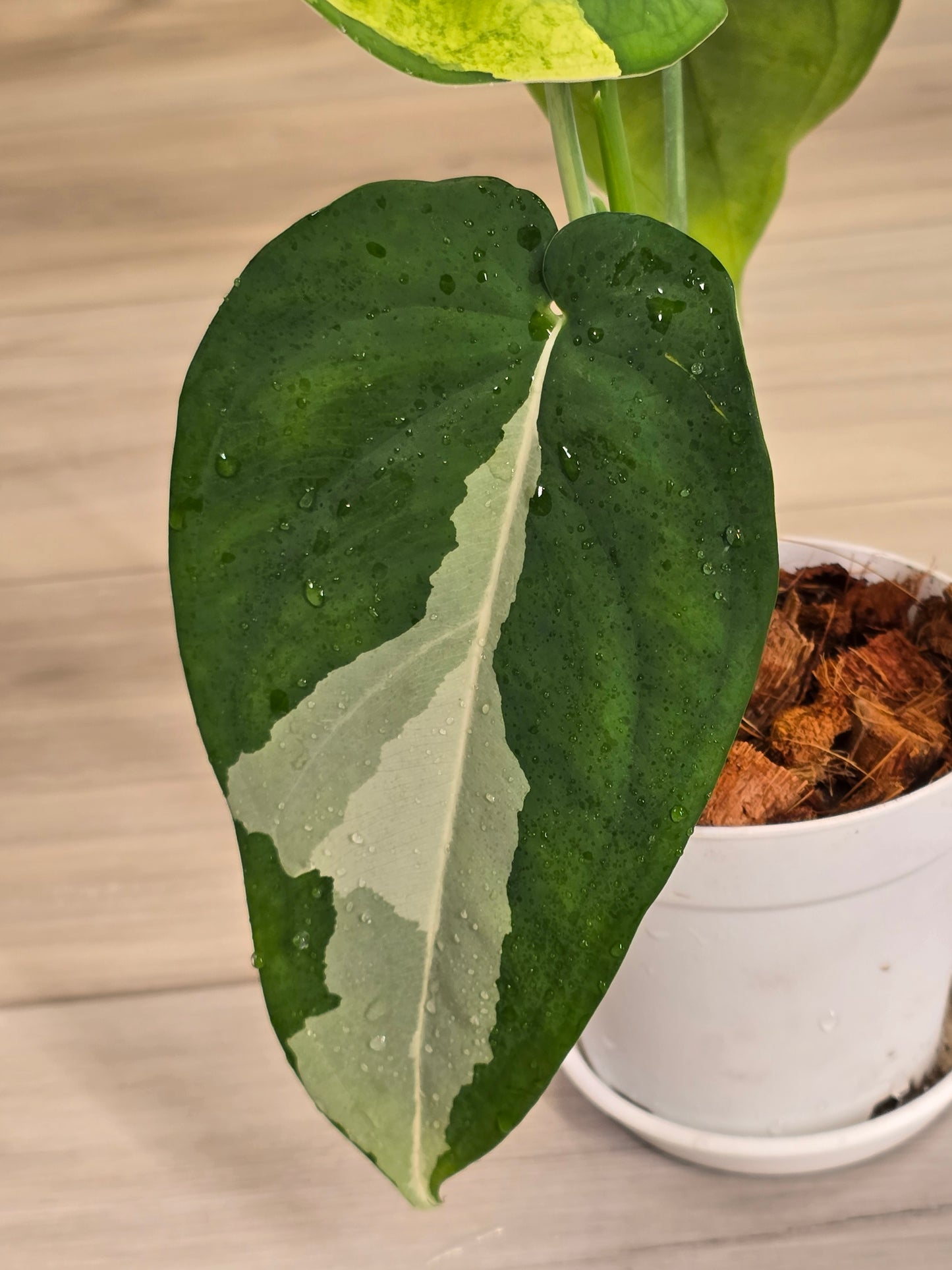 Syngonium Chiapense Variegated #15
