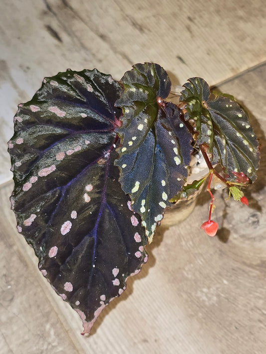 Begonia SP Sabah