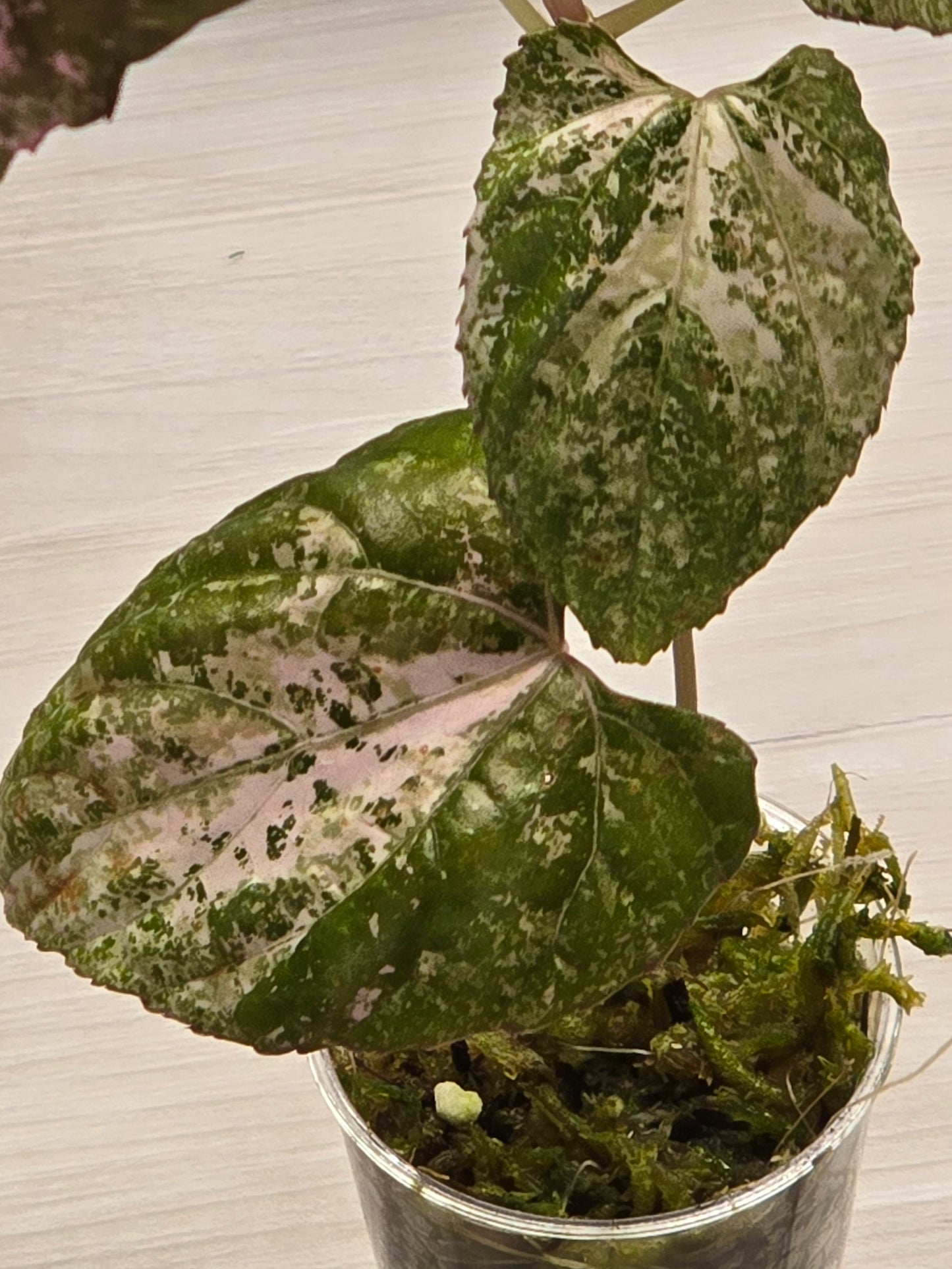 Cissus Discolor Variegated