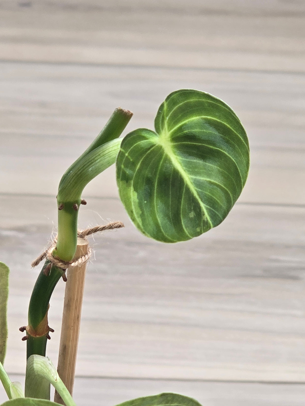 Philodendron Melanochrysum Variegated #478