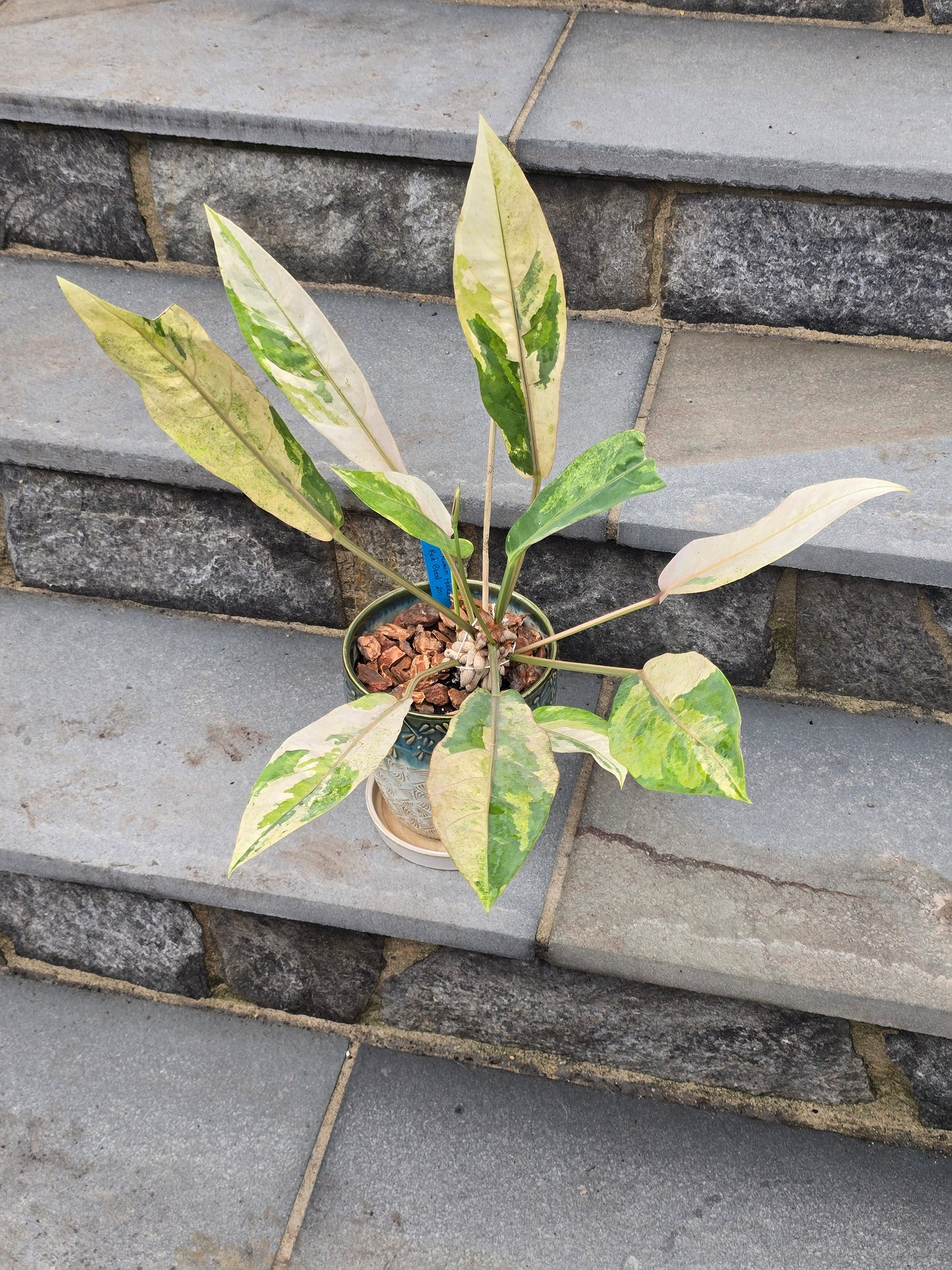 Anthurium Hookeri Variegated/Red Blood #201