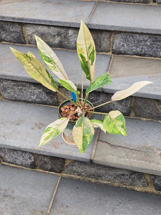 Anthurium Hookeri Variegated/Red Blood #201