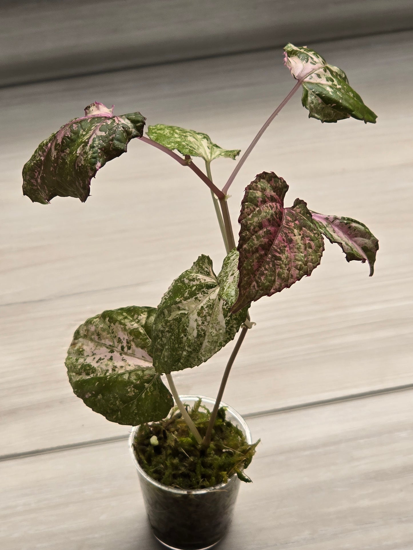 Cissus Discolor Variegated