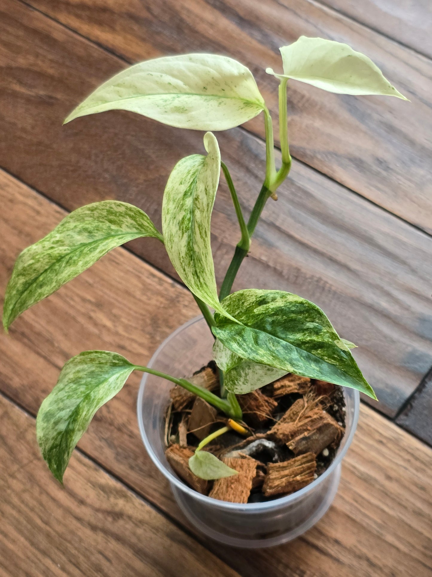Monstera Laniata Mint (Growers Choice)