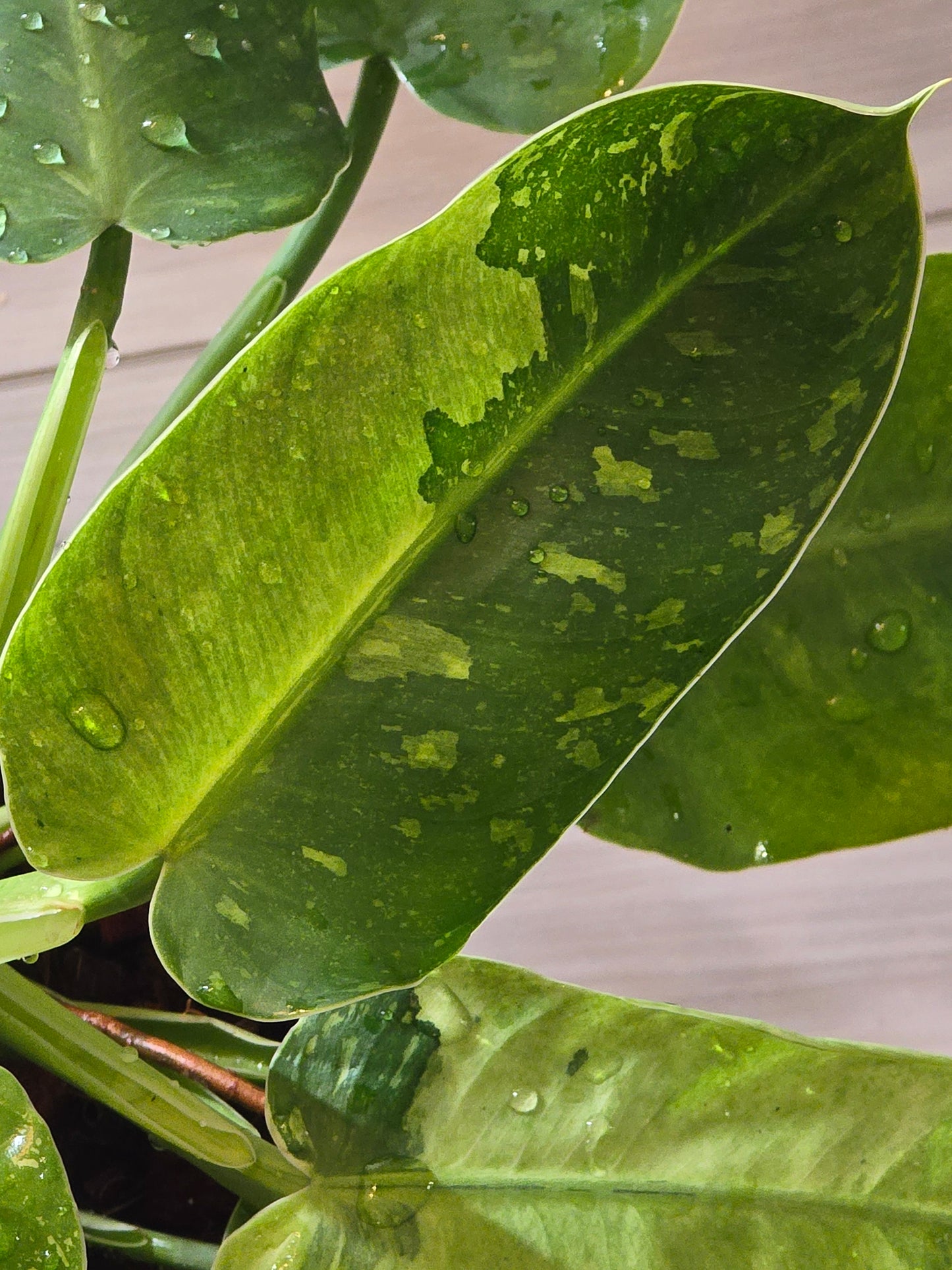 Philodendron Jose Buono Variegated #164