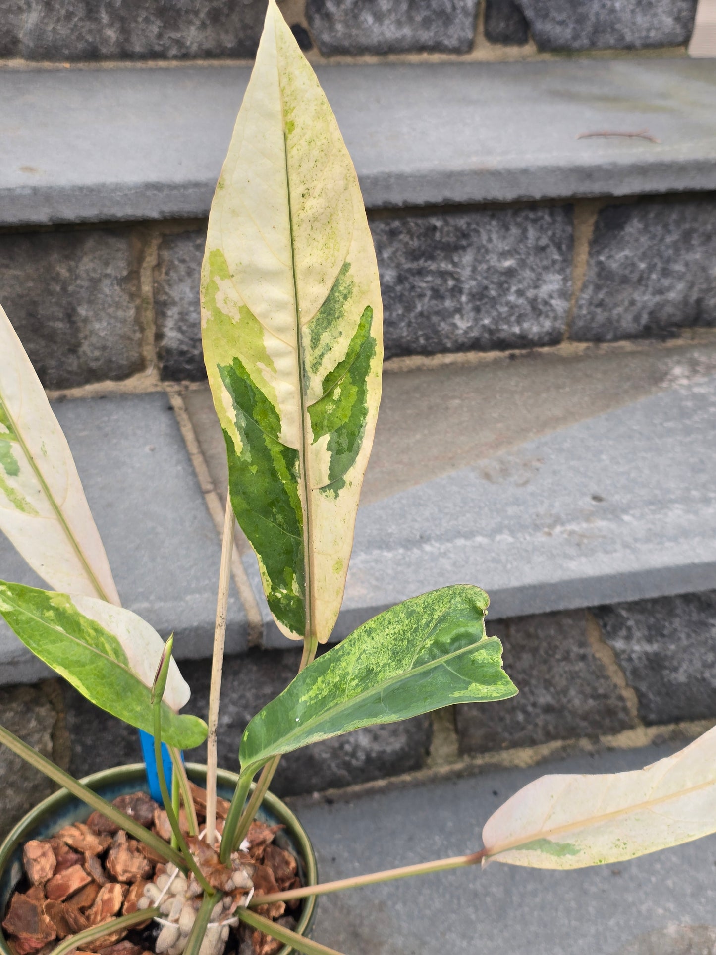 Anthurium Hookeri Variegated/Red Blood #201