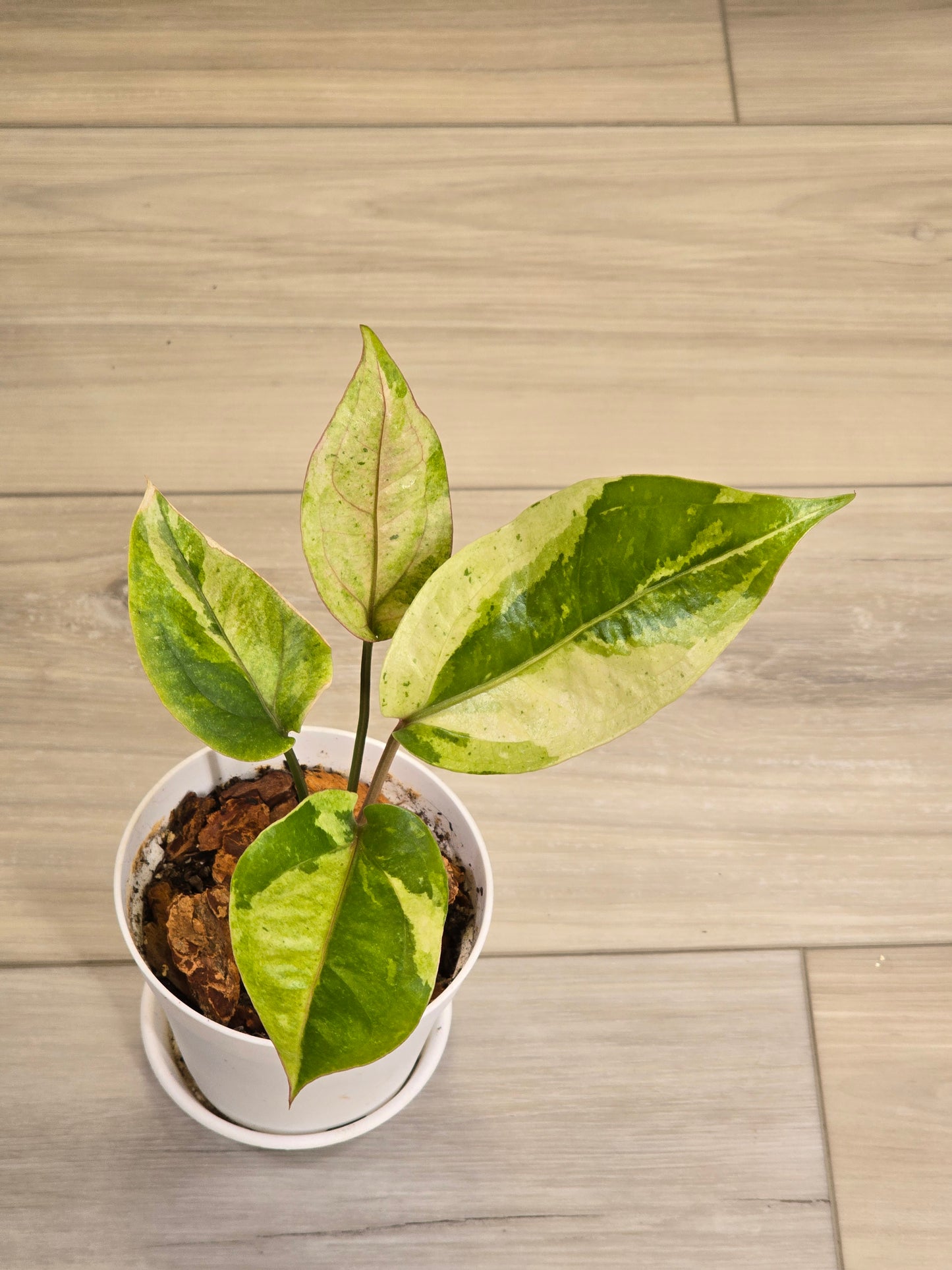 Anthurium Hookeri Variegated