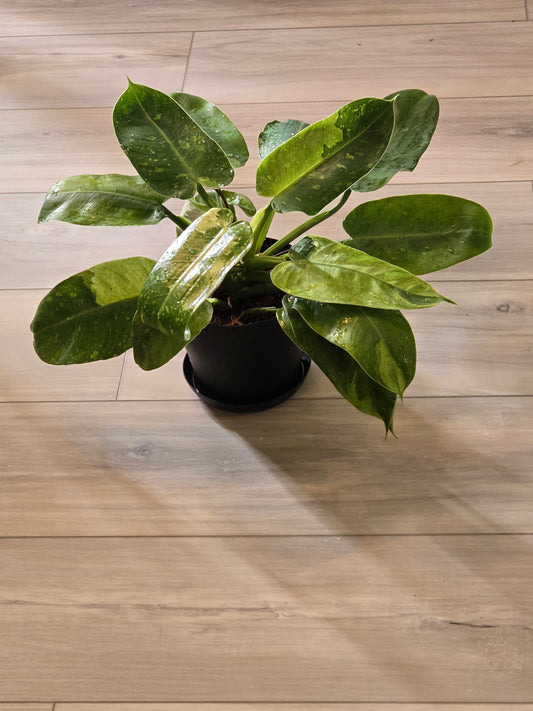 Philodendron Jose Buono Variegated #164