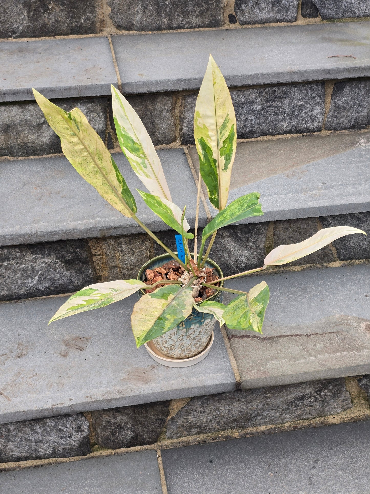 Anthurium Hookeri Variegated/Red Blood #201